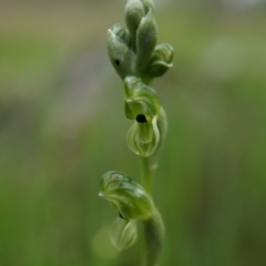 Hymenochilus bicolor (Black-tip Greenhood) at Mount Majura - 24 Oct 2014 by AaronClausen