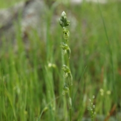 Hymenochilus bicolor (ACT) = Pterostylis bicolor (NSW) at Majura, ACT - 24 Oct 2014