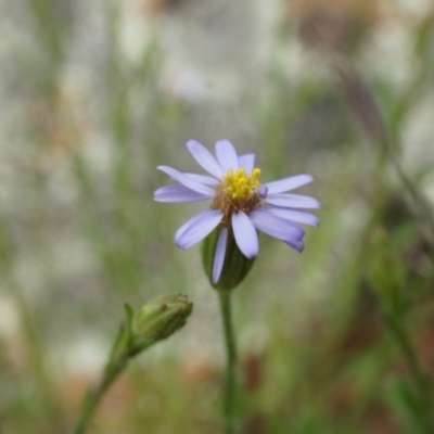 Vittadinia muelleri (Narrow-leafed New Holland Daisy) at Majura, ACT - 23 Oct 2014 by AaronClausen