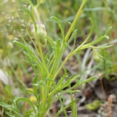 Vittadinia muelleri at Majura, ACT - 24 Oct 2014