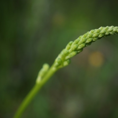 Microtis sp. (Onion Orchid) at Mount Majura - 24 Oct 2014 by AaronClausen