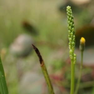 Microtis sp. at Mount Majura - 24 Oct 2014