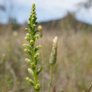 Microtis sp. at Majura, ACT - 24 Oct 2014