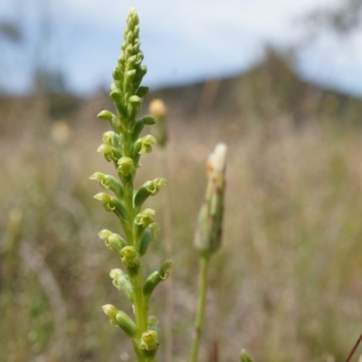 Microtis sp. (Onion Orchid) at Majura, ACT - 24 Oct 2014 by AaronClausen