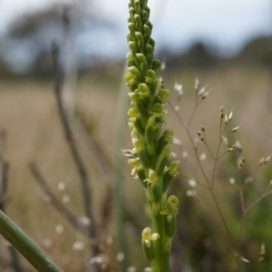 Microtis sp. at Mount Majura - 24 Oct 2014