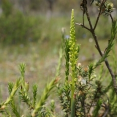 Microtis parviflora (Slender Onion Orchid) at Majura, ACT - 24 Oct 2014 by AaronClausen