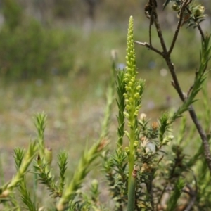 Microtis parviflora at Majura, ACT - suppressed