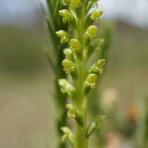 Microtis parviflora at Majura, ACT - suppressed