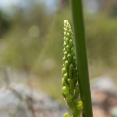 Microtis sp. (Onion Orchid) at Majura, ACT - 24 Oct 2014 by AaronClausen