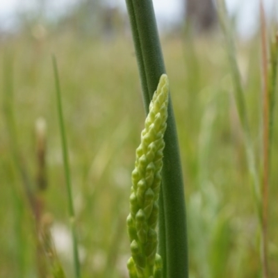 Microtis sp. (Onion Orchid) at Majura, ACT - 24 Oct 2014 by AaronClausen