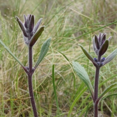 Ajuga australis (Austral Bugle) at Mount Majura - 24 Oct 2014 by AaronClausen