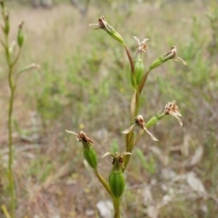 Diuris sp. (A Donkey Orchid) at Mount Majura - 23 Oct 2014 by AaronClausen