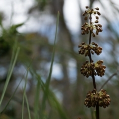 Lomandra multiflora (Many-flowered Matrush) at Mount Majura - 24 Oct 2014 by AaronClausen