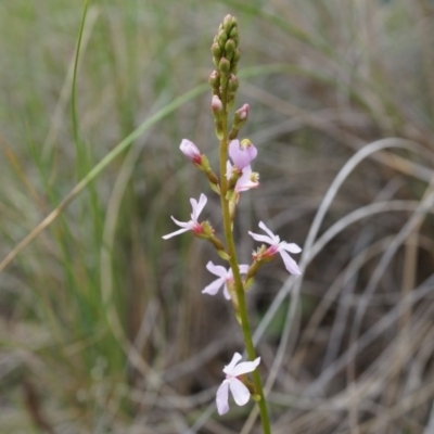 Stylidium sp. (Trigger Plant) at Mount Majura - 24 Oct 2014 by AaronClausen