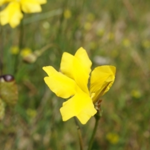 Goodenia pinnatifida at Majura, ACT - 24 Oct 2014