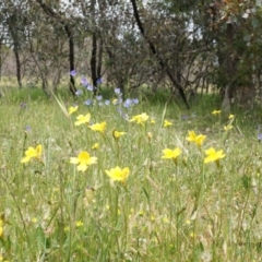 Goodenia pinnatifida at Majura, ACT - 24 Oct 2014