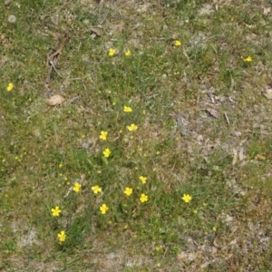 Goodenia pinnatifida at Majura, ACT - 24 Oct 2014 12:37 PM