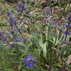 Ajuga australis (Austral Bugle) at Mount Majura - 24 Oct 2014 by AaronClausen