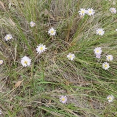 Calotis scabiosifolia var. integrifolia (Rough Burr-daisy) at Canberra Central, ACT - 24 Oct 2014 by AaronClausen