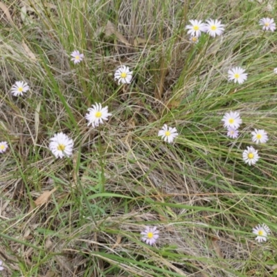 Calotis scabiosifolia var. integrifolia (Rough Burr-daisy) at Mount Majura - 24 Oct 2014 by AaronClausen