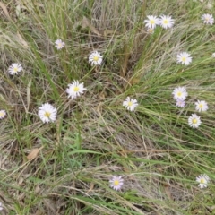 Calotis scabiosifolia var. integrifolia (Rough burr-daisy) at Canberra Central, ACT - 24 Oct 2014 by AaronClausen