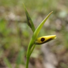 Diuris sulphurea (Tiger Orchid) at Mount Majura - 24 Oct 2014 by AaronClausen