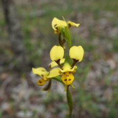 Diuris sulphurea (Tiger Orchid) at Canberra Central, ACT - 24 Oct 2014 by AaronClausen