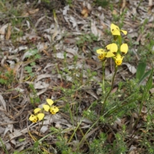 Diuris sulphurea at Canberra Central, ACT - suppressed