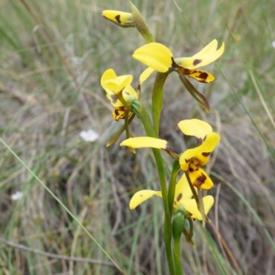 Diuris sulphurea (Tiger Orchid) at Mount Majura - 24 Oct 2014 by AaronClausen