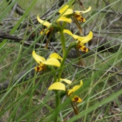 Diuris sulphurea (Tiger Orchid) at Mount Majura - 24 Oct 2014 by AaronClausen