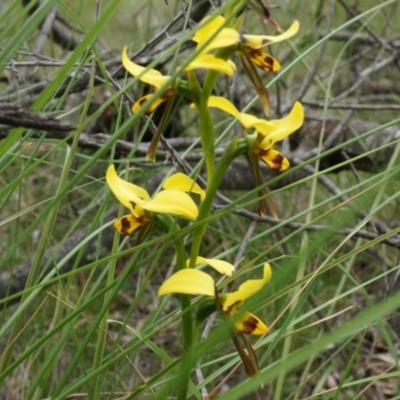 Diuris sulphurea (Tiger Orchid) at Canberra Central, ACT - 24 Oct 2014 by AaronClausen