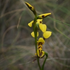 Diuris sulphurea (Tiger Orchid) at Mount Majura - 24 Oct 2014 by AaronClausen