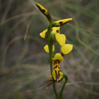 Diuris sulphurea (Tiger Orchid) at Canberra Central, ACT - 24 Oct 2014 by AaronClausen