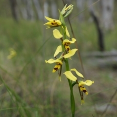 Diuris sulphurea (Tiger Orchid) at Mount Majura - 24 Oct 2014 by AaronClausen