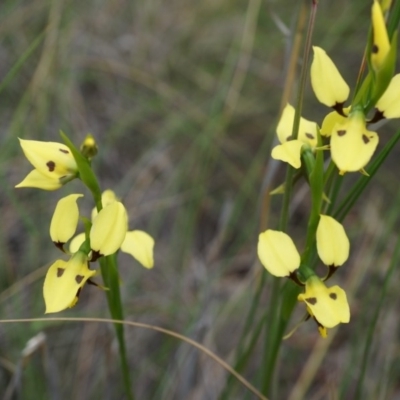 Diuris sulphurea (Tiger Orchid) at Mount Majura - 24 Oct 2014 by AaronClausen