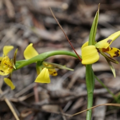 Diuris sulphurea (Tiger Orchid) at Mount Majura - 24 Oct 2014 by AaronClausen