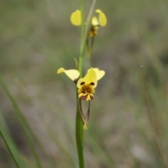 Diuris sulphurea (Tiger Orchid) at Canberra Central, ACT - 24 Oct 2014 by AaronClausen