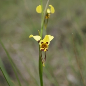 Diuris sulphurea at Canberra Central, ACT - suppressed