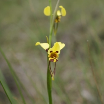 Diuris sulphurea (Tiger Orchid) at Mount Majura - 24 Oct 2014 by AaronClausen