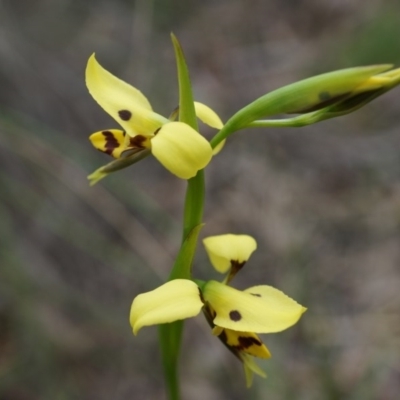 Diuris sulphurea (Tiger Orchid) at Canberra Central, ACT - 24 Oct 2014 by AaronClausen