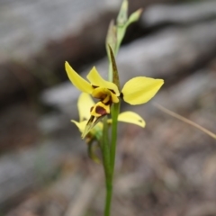 Diuris sulphurea (Tiger Orchid) at Canberra Central, ACT - 24 Oct 2014 by AaronClausen