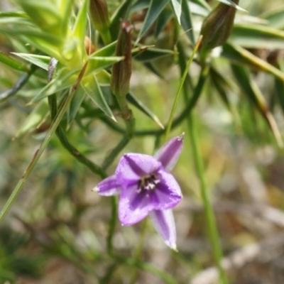 Thysanotus patersonii (Twining Fringe Lily) at Majura, ACT - 24 Oct 2014 by AaronClausen