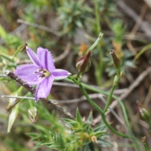 Thysanotus patersonii at Majura, ACT - 24 Oct 2014