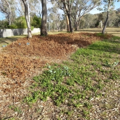 Vinca major (Blue Periwinkle) at Ainslie, ACT - 2 Mar 2016 by waltraud