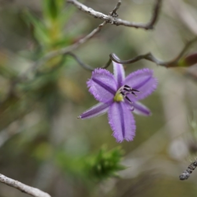 Thysanotus patersonii (Twining Fringe Lily) at Majura, ACT - 24 Oct 2014 by AaronClausen