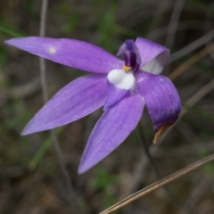 Glossodia major (Wax Lip Orchid) at Mount Majura - 24 Oct 2014 by AaronClausen