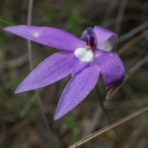 Glossodia major at Canberra Central, ACT - suppressed