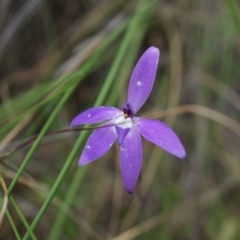 Glossodia major (Wax Lip Orchid) at Mount Majura - 24 Oct 2014 by AaronClausen