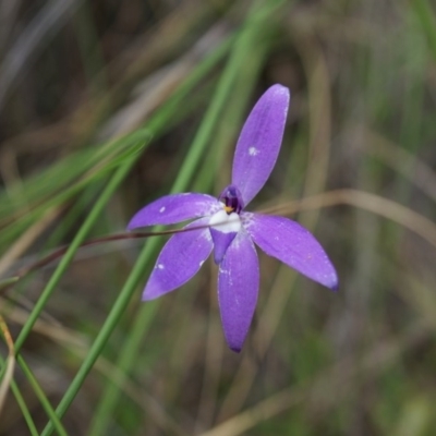 Glossodia major (Wax Lip Orchid) at Mount Majura - 24 Oct 2014 by AaronClausen