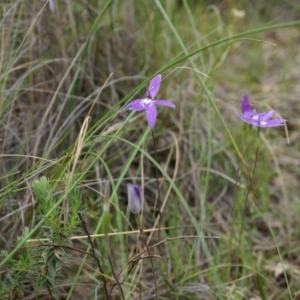 Glossodia major at Canberra Central, ACT - suppressed